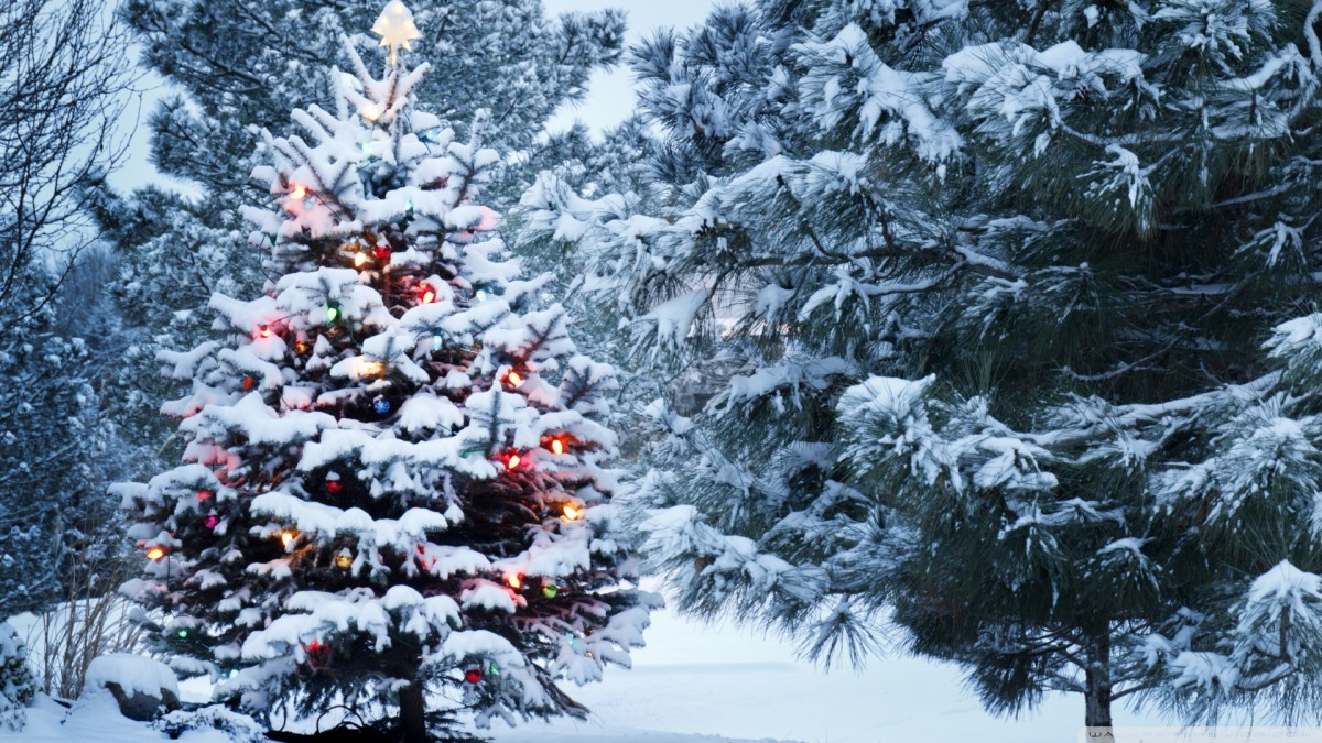 beautiful_outdoor_christmas_tree-wallpaper-1920x1080